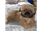 Shih Tzu Puppy for sale in North Las Vegas, NV, USA