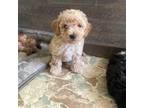 Maltipoo Puppy for sale in New Port Richey, FL, USA