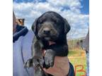 Labrador Retriever Puppy for sale in Ridgeway, VA, USA