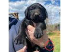 Mutt Puppy for sale in Ridgeway, VA, USA