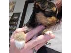 Yorkshire Terrier Puppy for sale in Askov, MN, USA