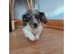 Dachshund Puppy for sale in Kankakee, IL, USA