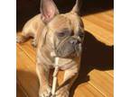 French Bulldog Puppy for sale in Bybee, TN, USA