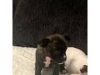 French Bulldog Puppy for sale in Bybee, TN, USA