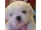 Shih Tzu Puppy for sale in Dallas, GA, USA