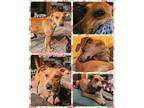 Adopt Winnie a Mixed Breed