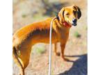 Adopt Dixie - Energetic, Cuddly Tripod! $25 Adoption Special! a Mixed Breed
