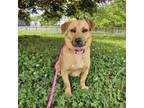 Adopt Bettie a Mixed Breed