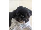 Adopt Izzy a Shih Tzu