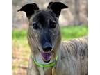 Adopt Molly a Greyhound