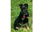 Adopt Buttercup A048587 a German Shepherd Dog, Mixed Breed