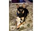 Adopt Sage A048364 a German Shepherd Dog