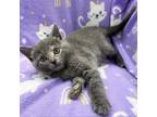 Adopt Chartreuse a Domestic Short Hair