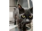 Adopt Egypt a Domestic Short Hair