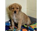 Adopt Kiara a Golden Retriever