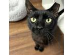 Adopt Waterloo a Domestic Short Hair