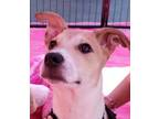 Adopt Polka a Cattle Dog, Pit Bull Terrier