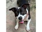 Adopt Hallie a Terrier, Mixed Breed