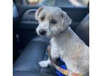Adopt Winifred a Havanese, Mixed Breed