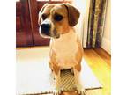 Adopt Lacy a Boxer, Beagle