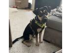 Adopt Rocki a Shepherd, Terrier