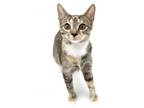 Adopt Juney a Domestic Short Hair