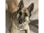 Adopt Athena a German Shepherd Dog