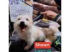 Adopt Shawn a Terrier