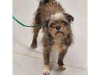 Adopt APRIL a Brussels Griffon