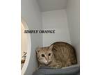 Adopt Simply Orange a Domestic Short Hair