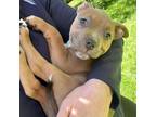 Adopt Sophia a Terrier, Jack Russell Terrier