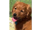 Adopt Callie a Goldendoodle