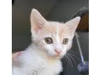 Adopt Cinnamon a Domestic Short Hair