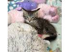 Adopt Mindy a Domestic Medium Hair