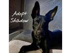 Adopt Shadow a Shepherd, Australian Kelpie