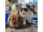 Adopt Maisie a Mini Lop