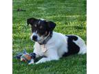 Adopt Cinnamon a Australian Cattle Dog / Blue Heeler