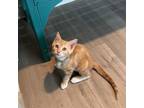 Adopt Femur a Domestic Short Hair