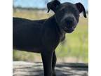 Adopt Camee a Pit Bull Terrier