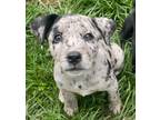 Adopt Rowena a Catahoula Leopard Dog, Labrador Retriever