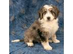 Mutt Puppy for sale in Dundee, OH, USA