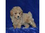 Mutt Puppy for sale in Lamar, MO, USA