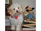 Maltipoo Puppy for sale in Appomattox, VA, USA