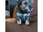 Schnauzer (Miniature) Puppy for sale in Victorville, CA, USA