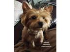 Adopt Birdie a Yorkshire Terrier