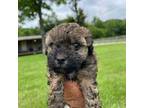 Poodle (Toy) Puppy for sale in Philadelphia, TN, USA