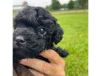 Poodle (Toy) Puppy for sale in Philadelphia, TN, USA