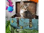 Adopt Scuttle a Domestic Short Hair