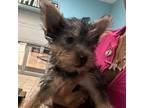 Silky Terrier Puppy for sale in Jacksonville, FL, USA