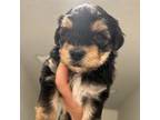 Mutt Puppy for sale in Saint Cloud, FL, USA